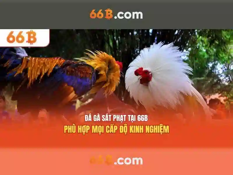 66b: một mô hình ngôn ngữ lớn cho thời đại trí tuệ nhân tạo