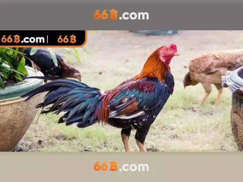 66b: một khái niệm và ứng dụng