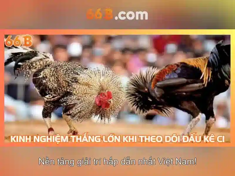 66B là gì?
