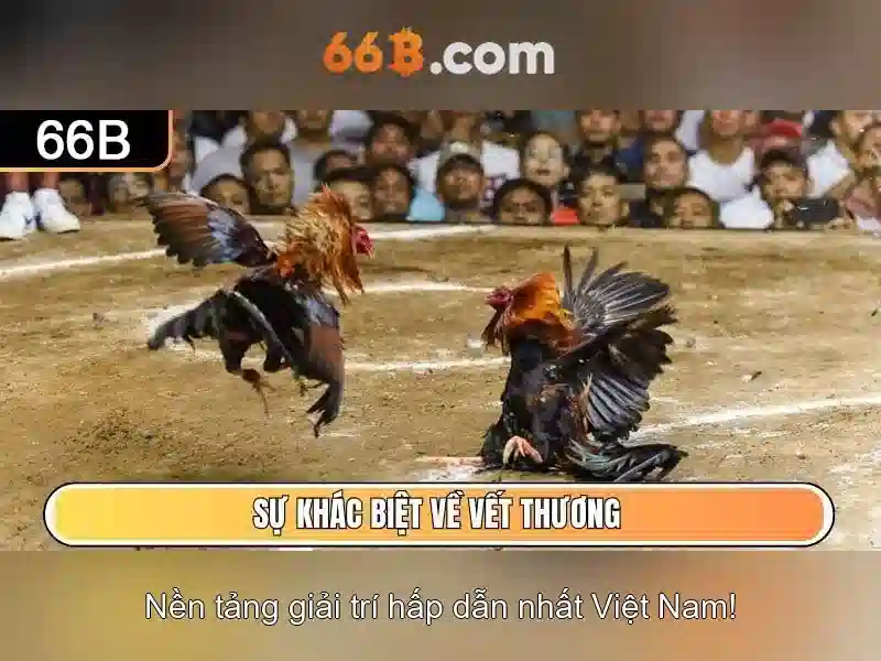 66b là gì