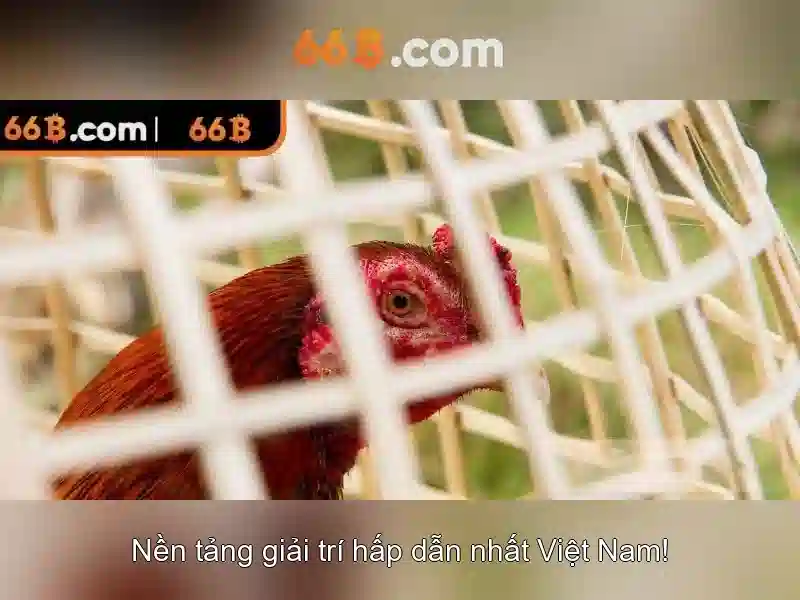 66b là gì?
