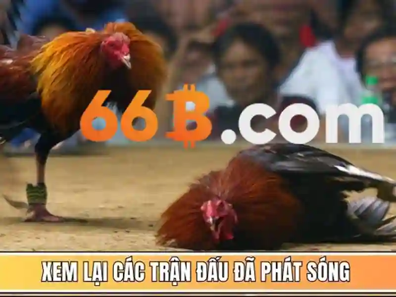 66b có giấy phép không – Tổng quan chủ đề và giá trị cốt lõi